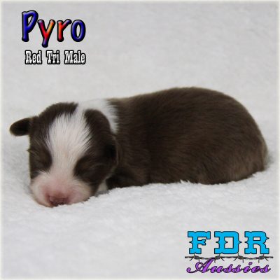 Pyro 2