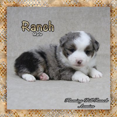 Ranch 1