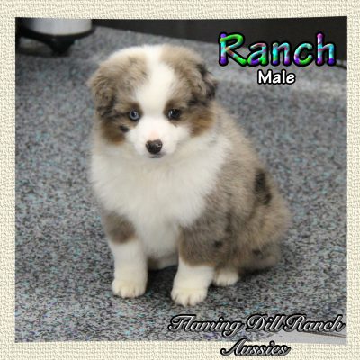 Ranch 11