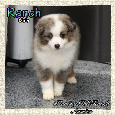 Ranch 12