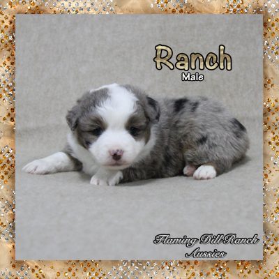 Ranch 2