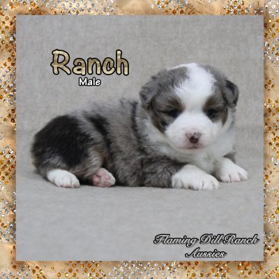 Ranch 3