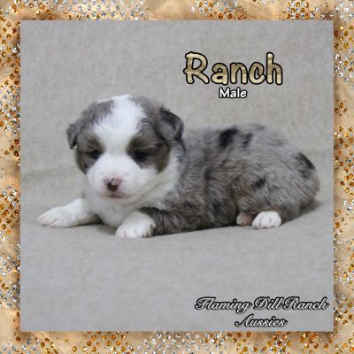 Ranch 4