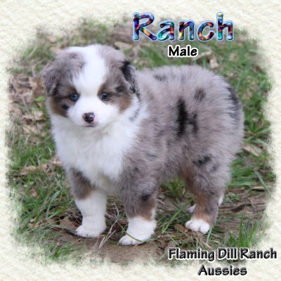Ranch 6