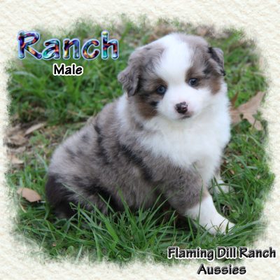 Ranch 7