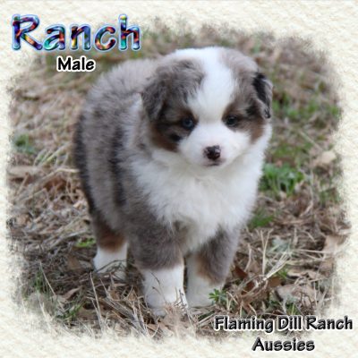 Ranch 8