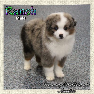 Ranch 9
