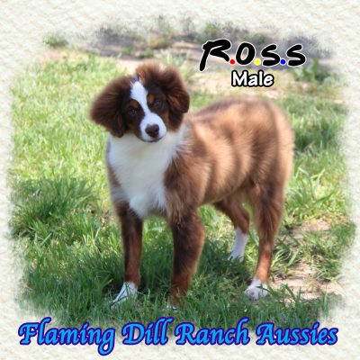 Ross 29