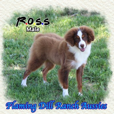 Ross 30