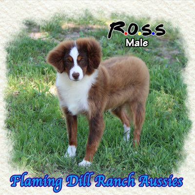 Ross 32