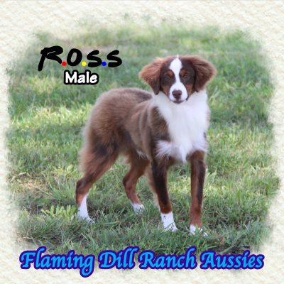 Ross 33