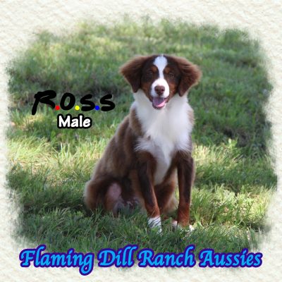Ross 35