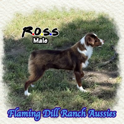 Ross 40