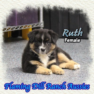 Ruth 12