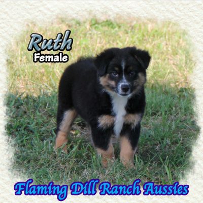 Ruth 13