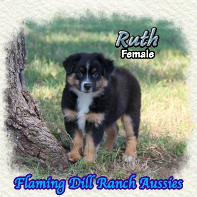 Ruth 14