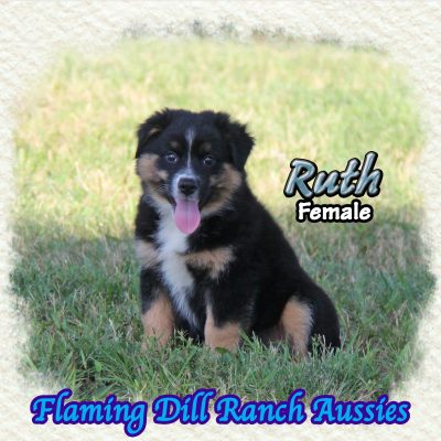 Ruth 15
