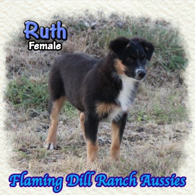 Ruth 17