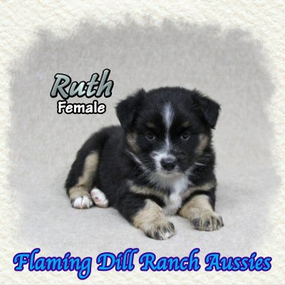 Ruth 7