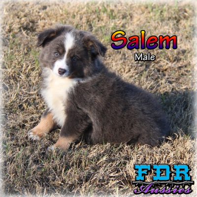 Salem 19