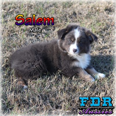 Salem 20