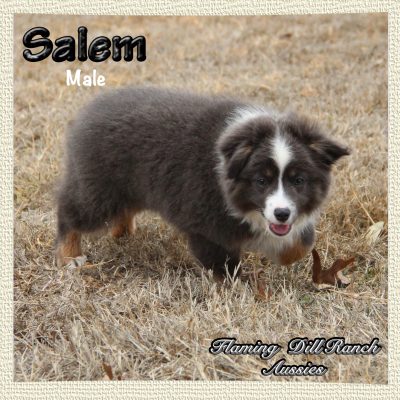 Salem 22
