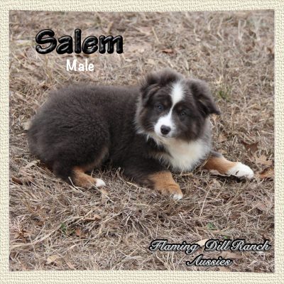 Salem 23