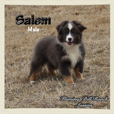 Salem 24