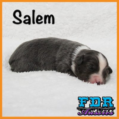 Salem 3