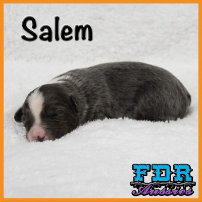 Salem 4