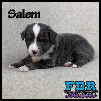 Salem 5