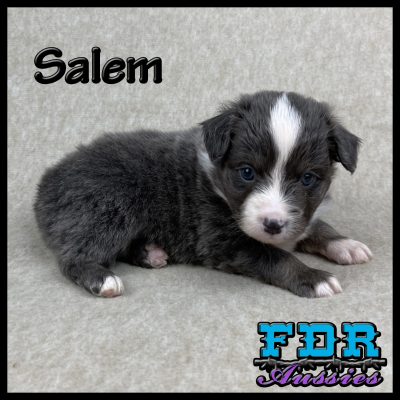 Salem 6