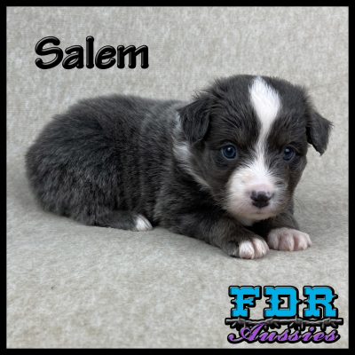 Salem 8