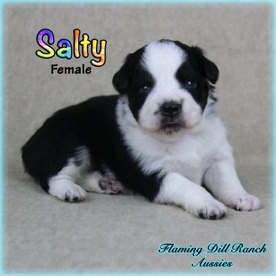 Salty 1
