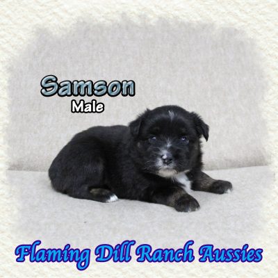 Samson 1