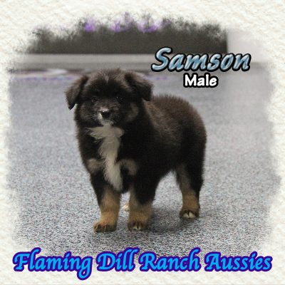 Samson 10