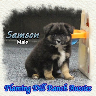 Samson 11