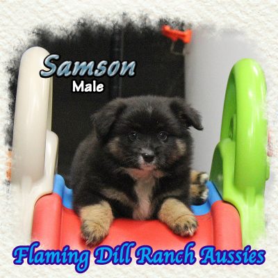 Samson 12