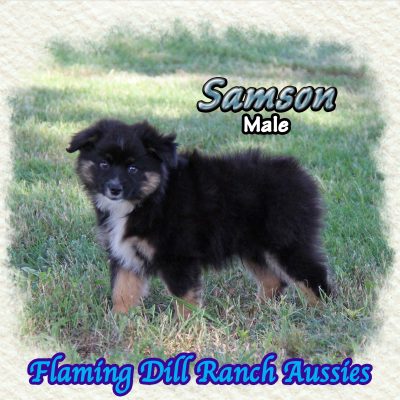 Samson 13