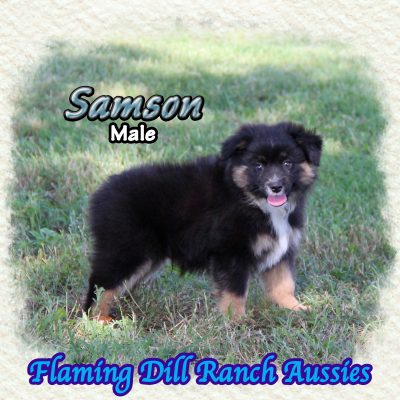 Samson 14