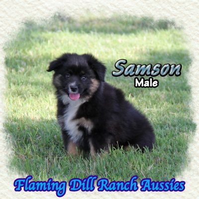 Samson 15