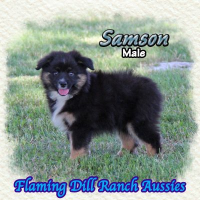 Samson 16