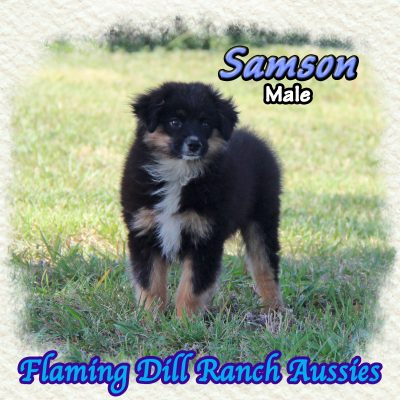 Samson 17