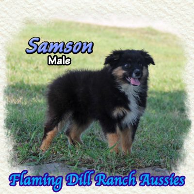 Samson 18