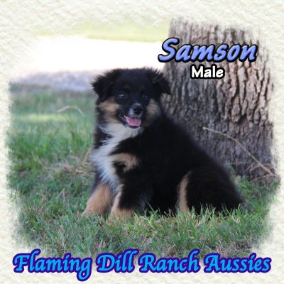 Samson 19
