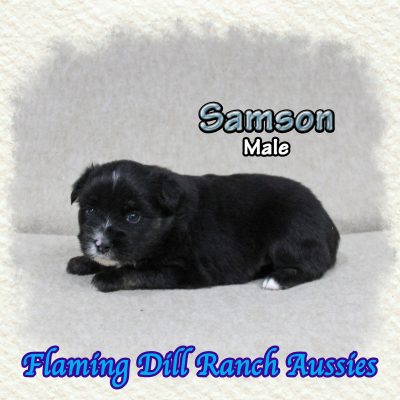 Samson 2