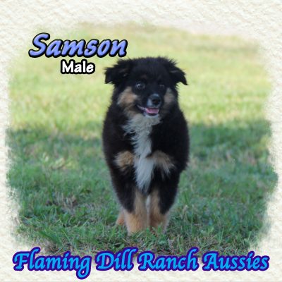 Samson 20