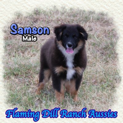 Samson 21