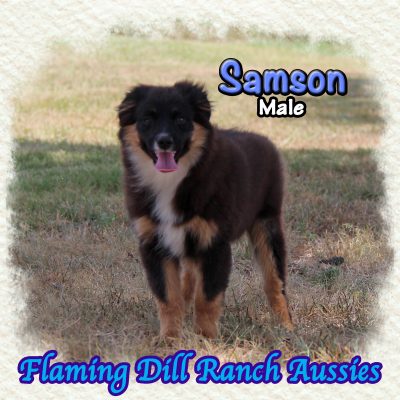 Samson 22