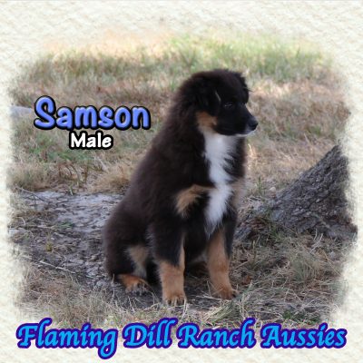 Samson 23